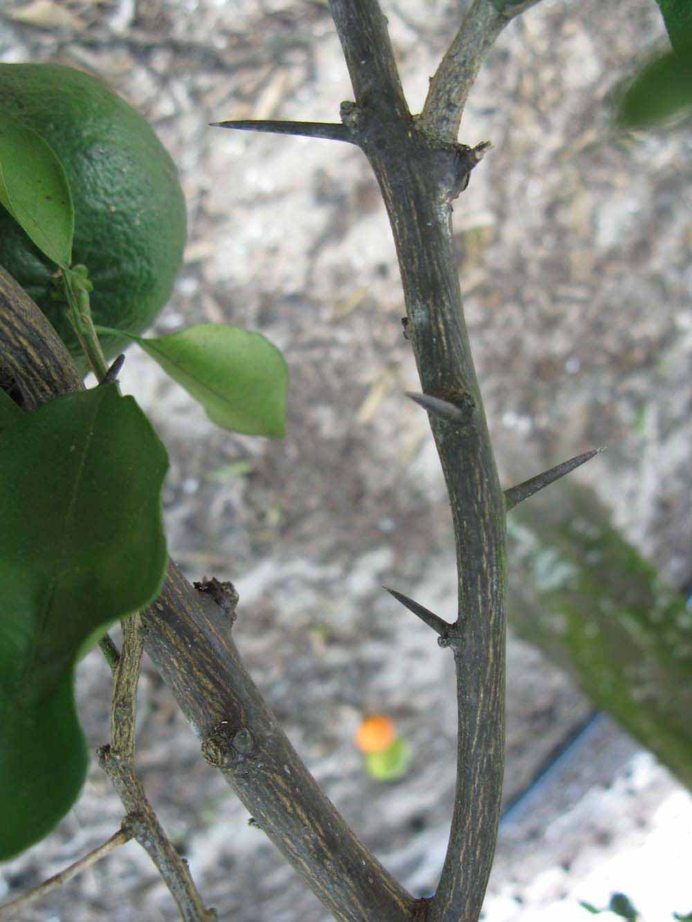              Second - third year twig (Winter Haven, FL)       